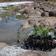 Illustration for article titled The Roboplant Is Coming For You(r Contaminated River)